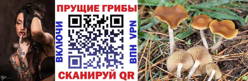 Галлюциногенные грибы Psilocybine cubensis  Купить  Белокуриха 